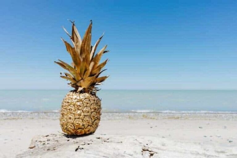 Photo by Pineapple Supply Co.