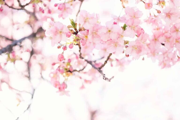 Photo by Masaaki Komori
