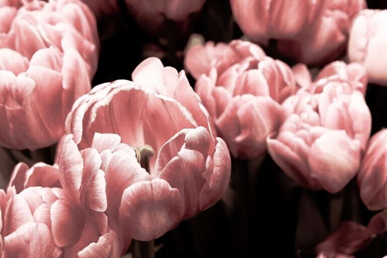 Photo by Nicole King