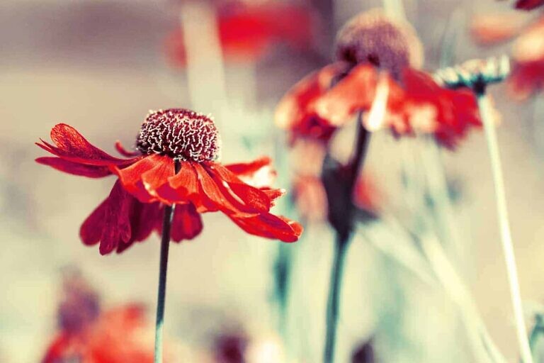 Photo by Dominique Knobben