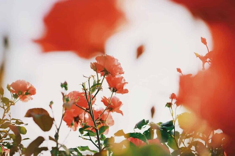 Photo by Kumiko Shimizu