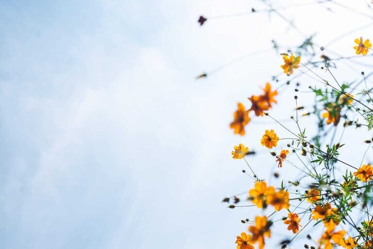 Photo by Masaaki Komori