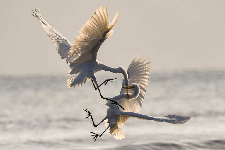 Photo by Chris Sabor