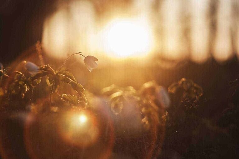 Photo by Ilja Tulit