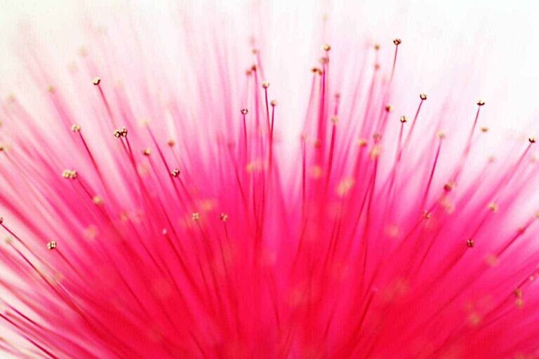 Photo by Soumalya Mandal
