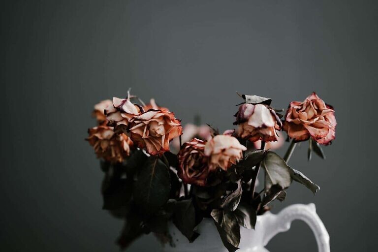 Photo by Annie Spratt
