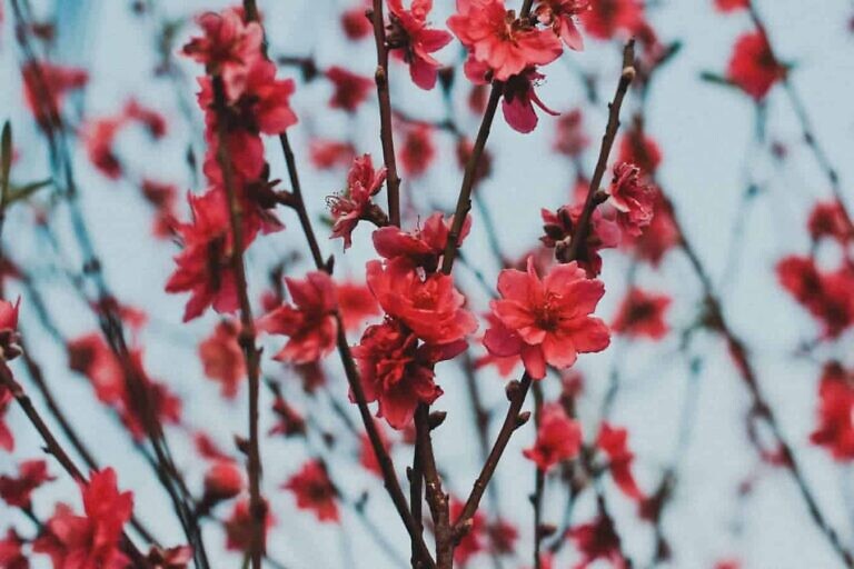 Photo by Nguyên Thanh Hiển