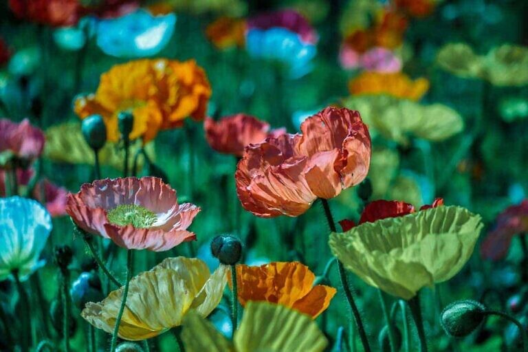 Photo by Lina Angelov