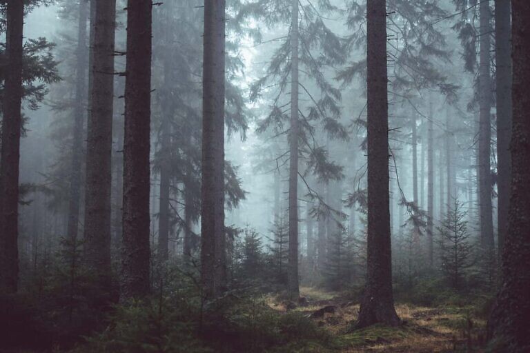 Photo by Lukas Neasi