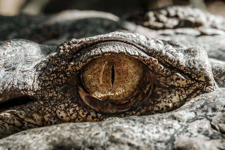 Photo by Samuel Scrimshaw