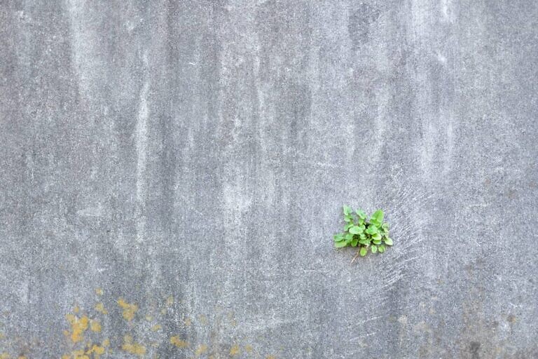 Photo by Masaaki Komori