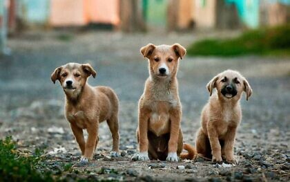 Die hungernden Hunde
