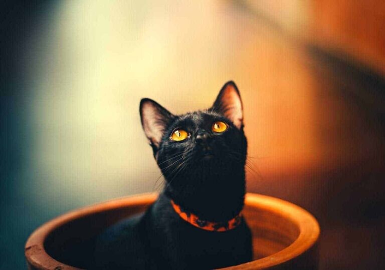 Photo by Helena Lopes