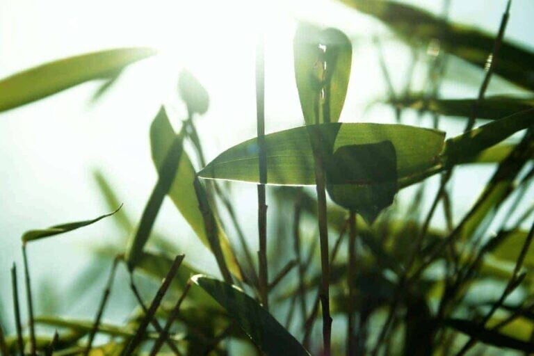 green leaf plant during daytime