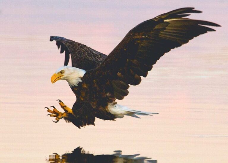 soaring eagle over water