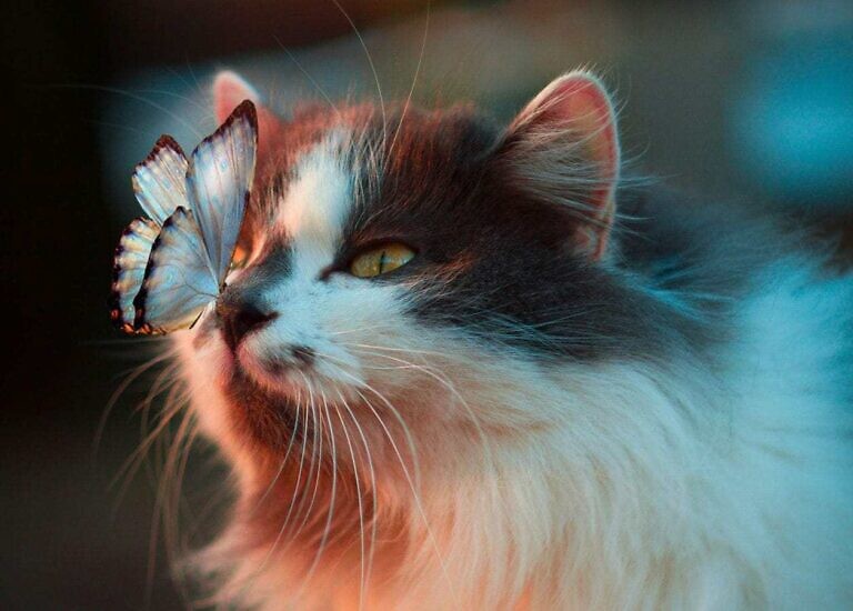 white butterfly resting on cat's nose