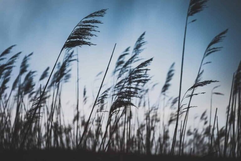 selective photo of plants