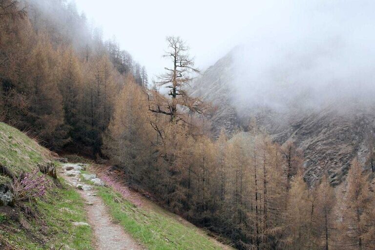 brown leafed tree near mountain