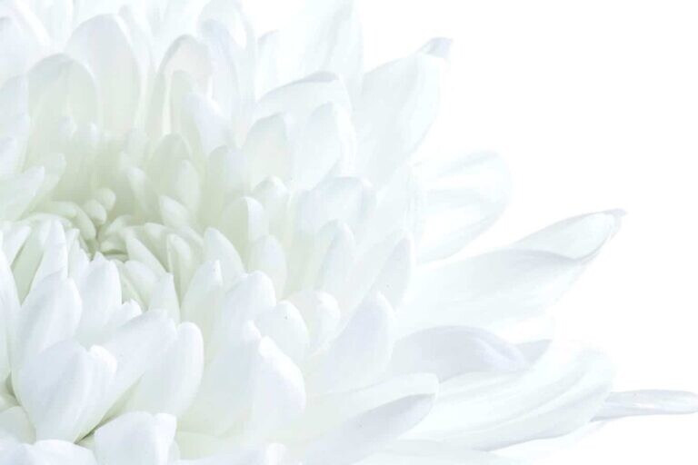 white flower