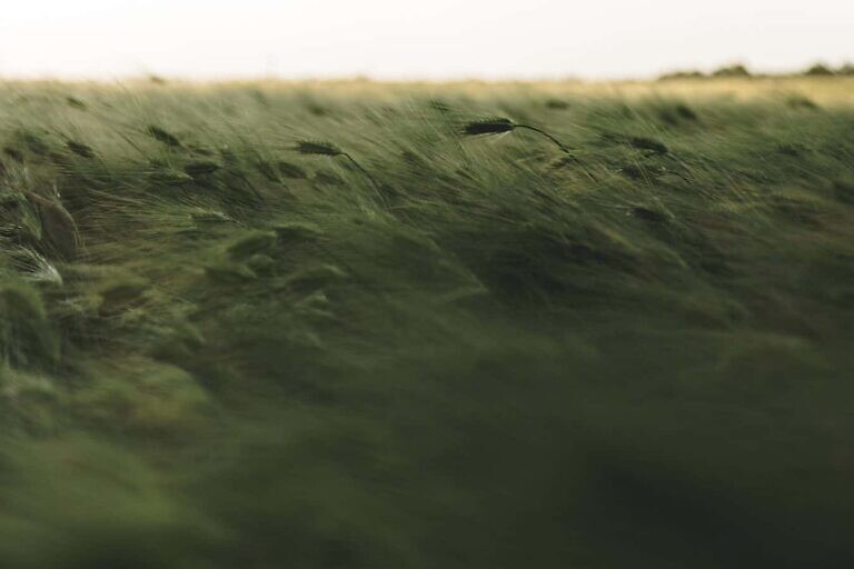 grass field timelapse photography