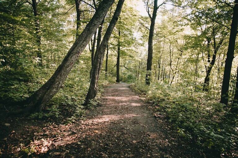 forest during daytime