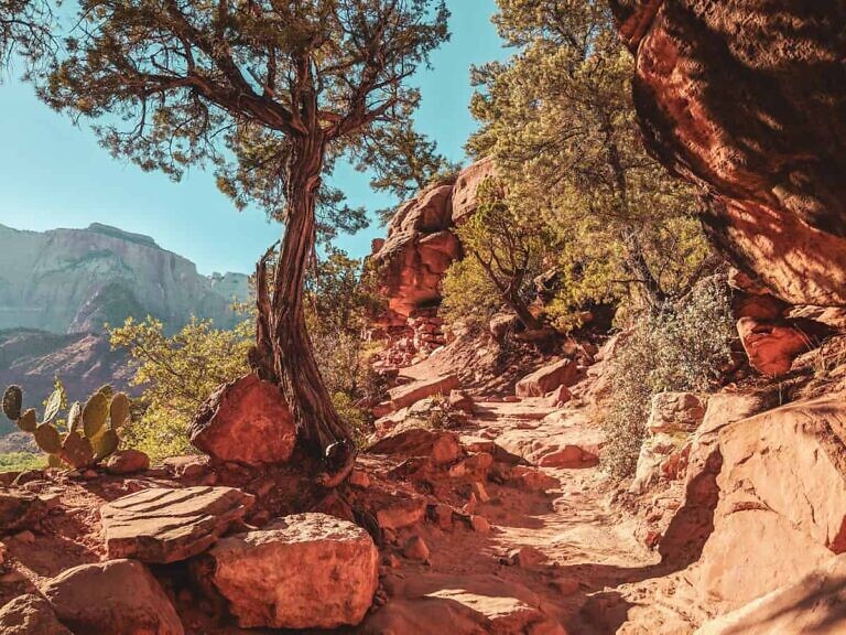 tree on rocky mountain
