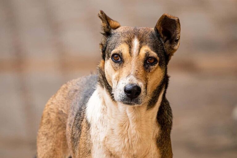 brown dog