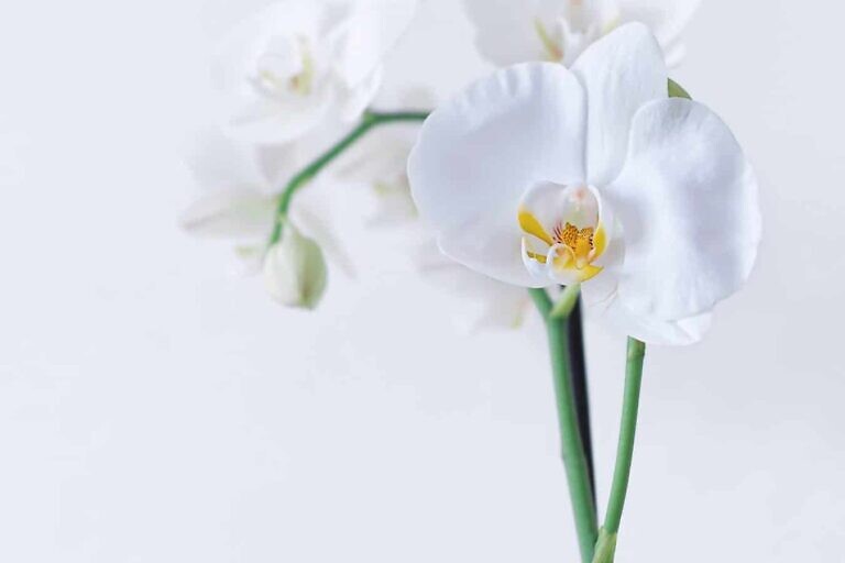 white moth orchid