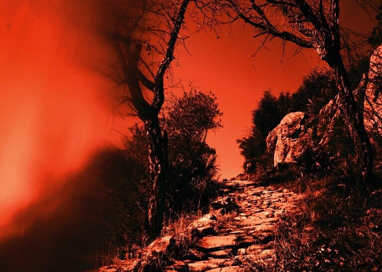 trees and pathway