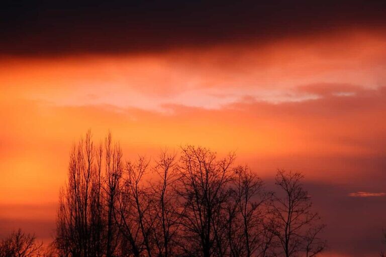 silhouette photo of leafless trees