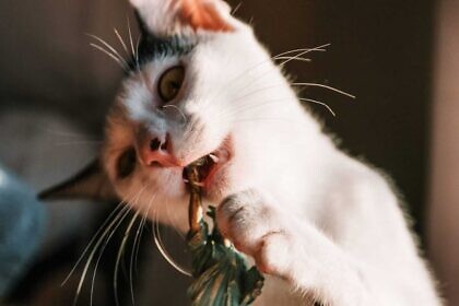 Katz und Maus und Joe Biden