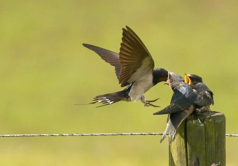 shallow focus photography of bird feeding two bird chicks