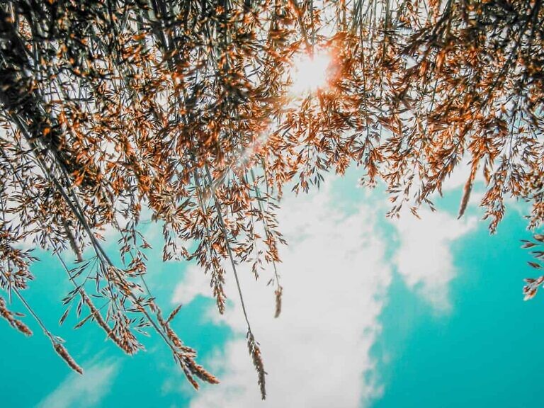 brown leaves under blue sky during daytime