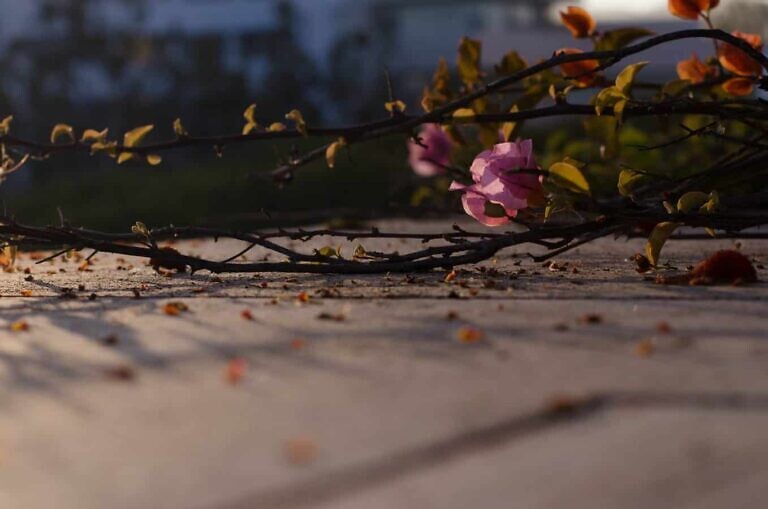 pink-petaled flower on ground during daytime