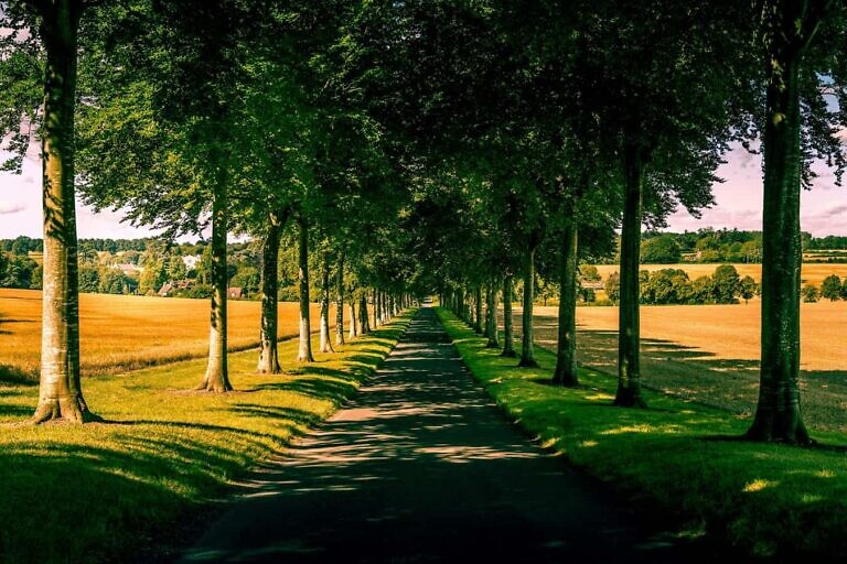 green trees on green grass field during daytime
