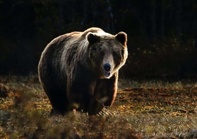 brown bear