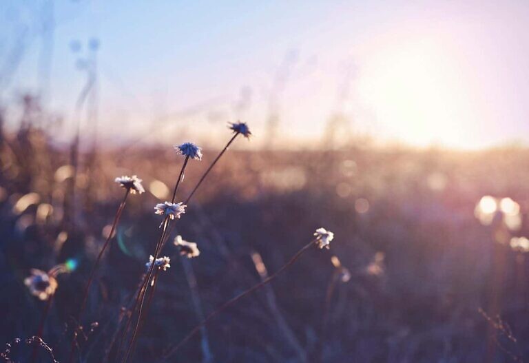shallow focus photo of white flowers