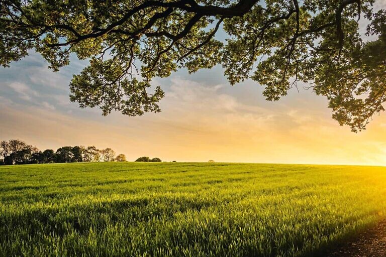landscape photography of field