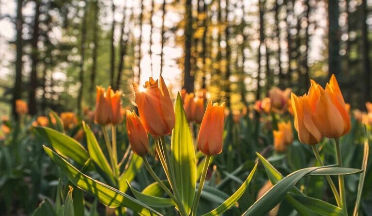 tulip field under forest