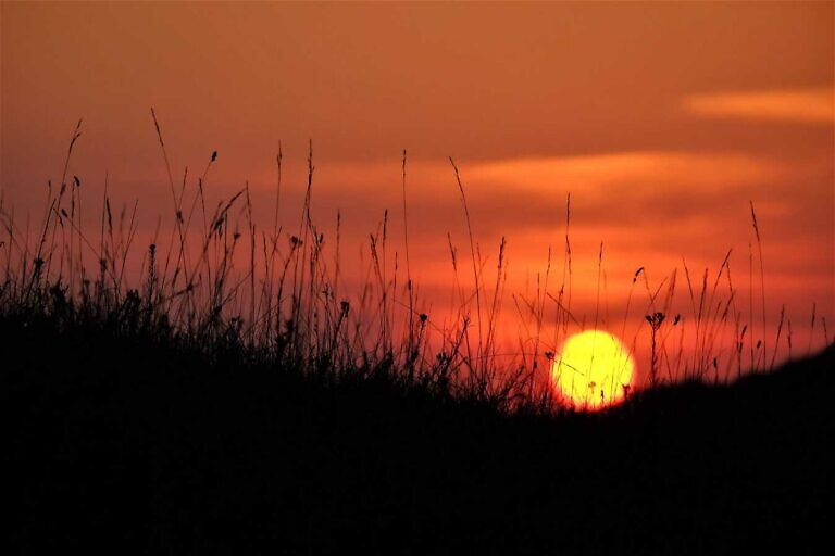 silhouette of grass during sunset