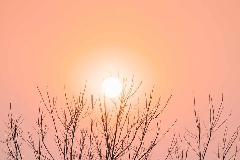 bare trees under sun