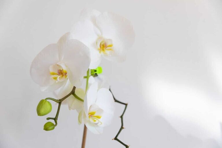 white moth orchids in bloom