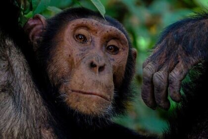 Die Affen im Zoo sind einsam