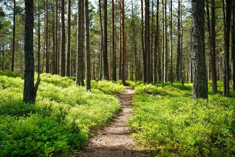 brown dirt road between green grass and trees during daytime