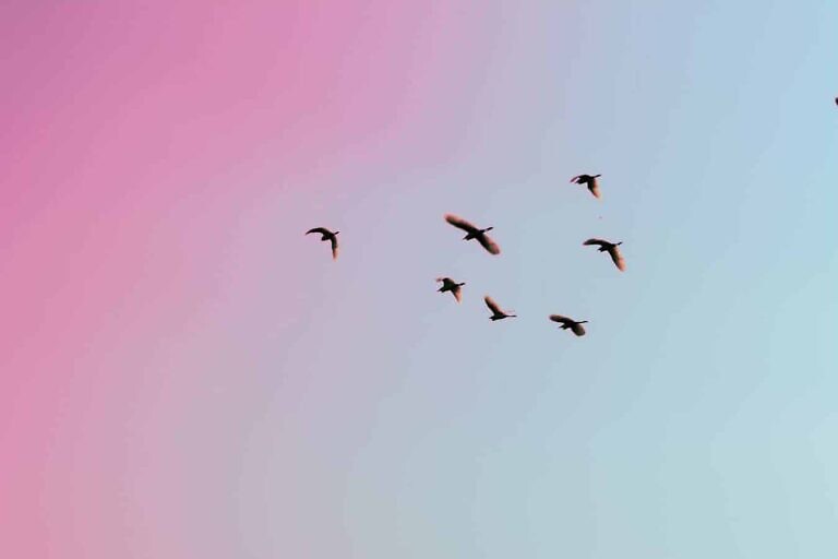 photo of birds flying up in the skiy