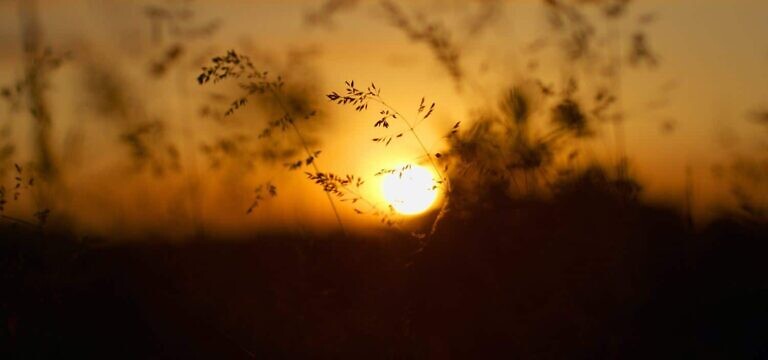 silhouette of plant during sunset