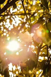 Weidegründe im Metaverse