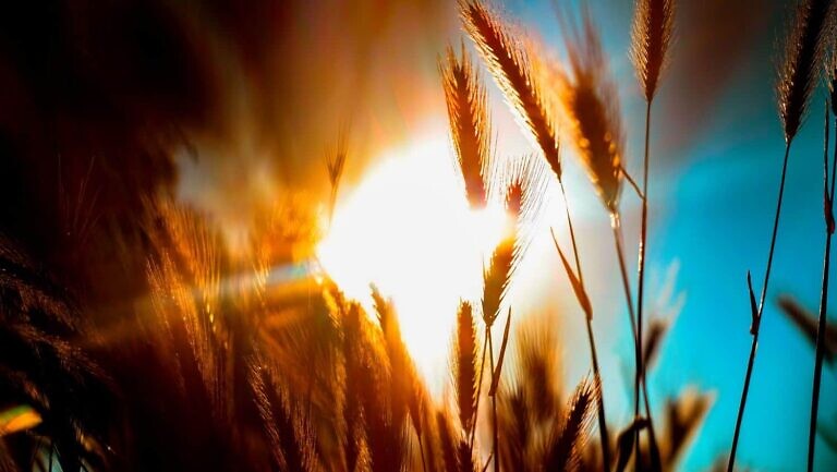 brown wheat field during sunset