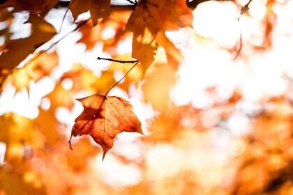 Herbsttage der Freiheit