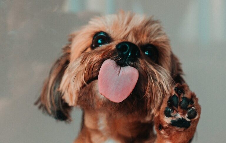 brown and white shih tzu puppy